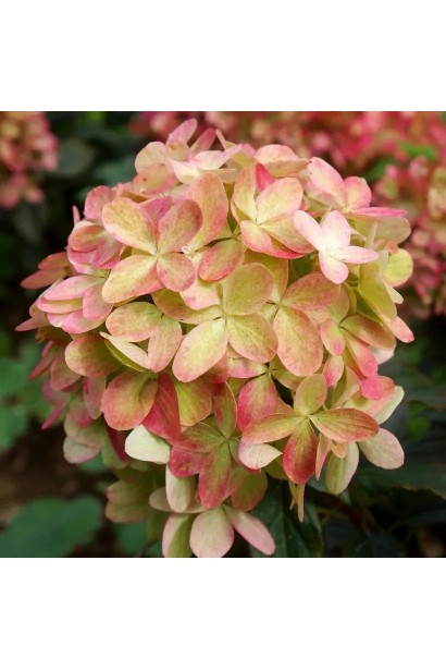 Hydrangea paniculata `Graffiti`